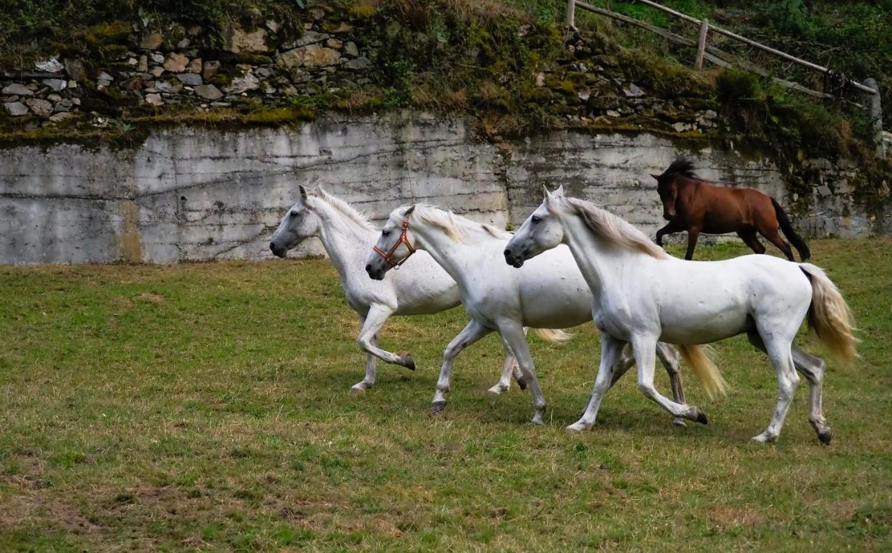 Hotel Rural Las Montanas De Pumar Besullo Екстер'єр фото